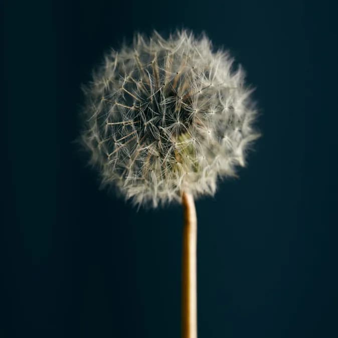 Whispers of Nature: The Delicate Dance of Dandelion Seeds