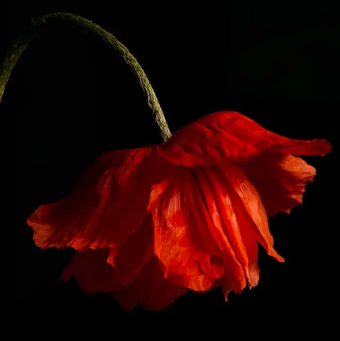 Crimson Elegance: A Poppy's Dance in Shadows