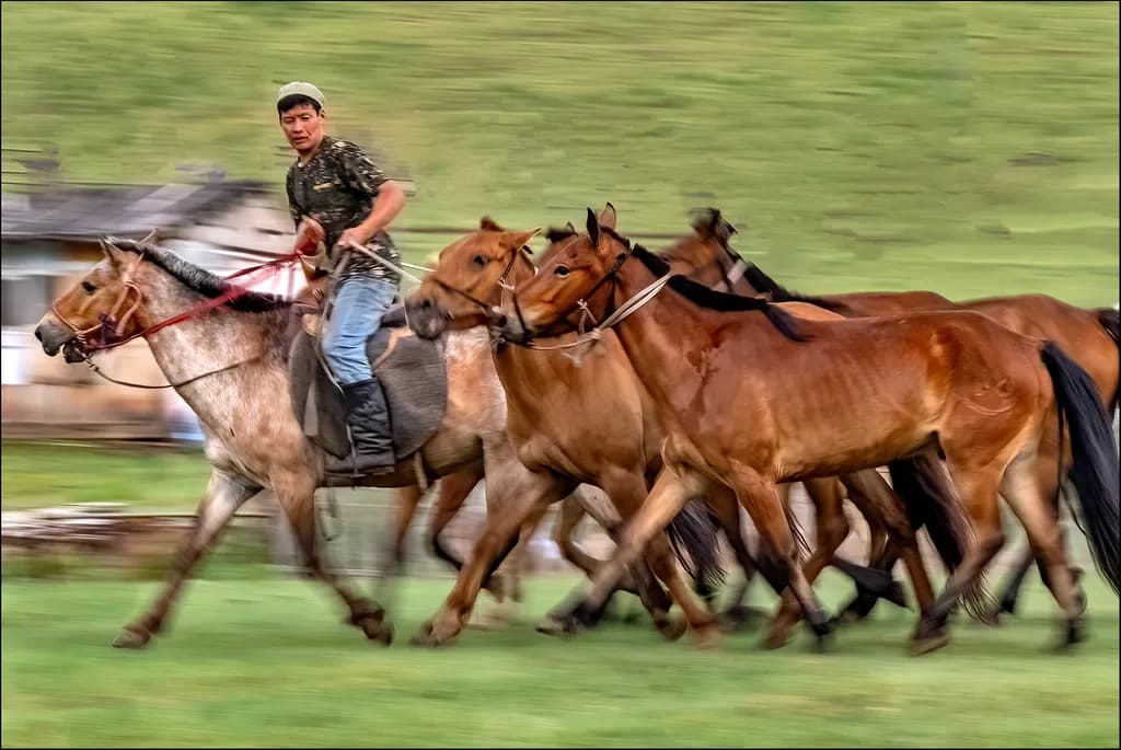 Mongolian Herdsman