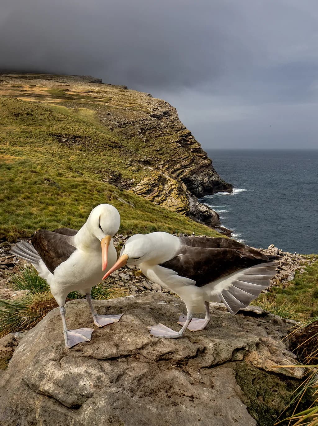 Albatross Connection