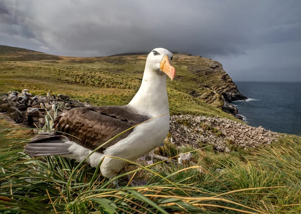 West Point Albatross