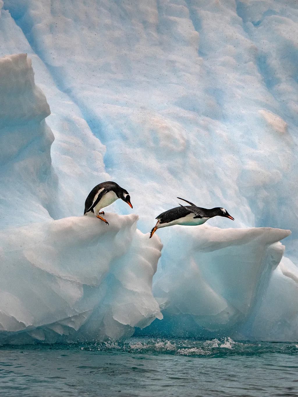 Penguin Leap