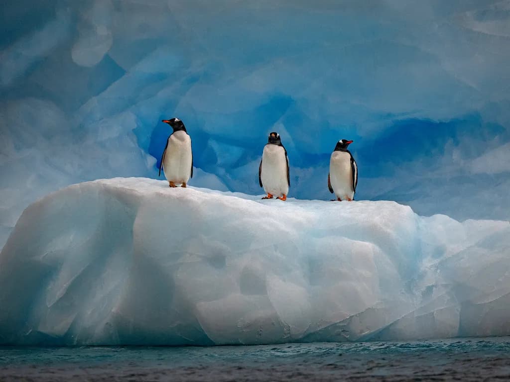 Gentoo Trio on Ice