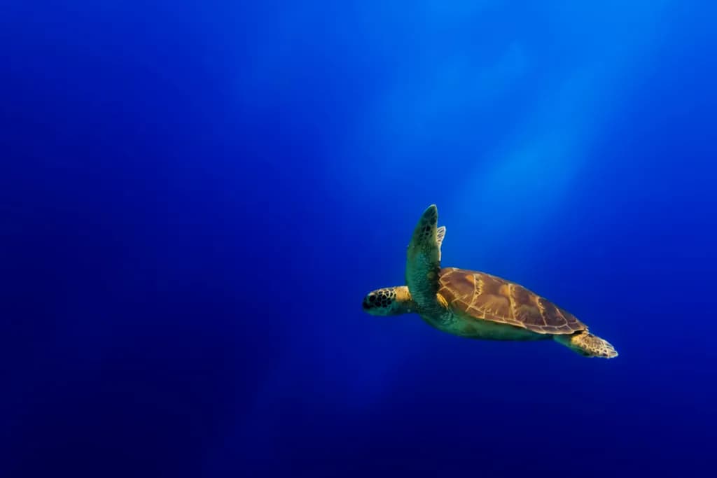 Ocean Glide