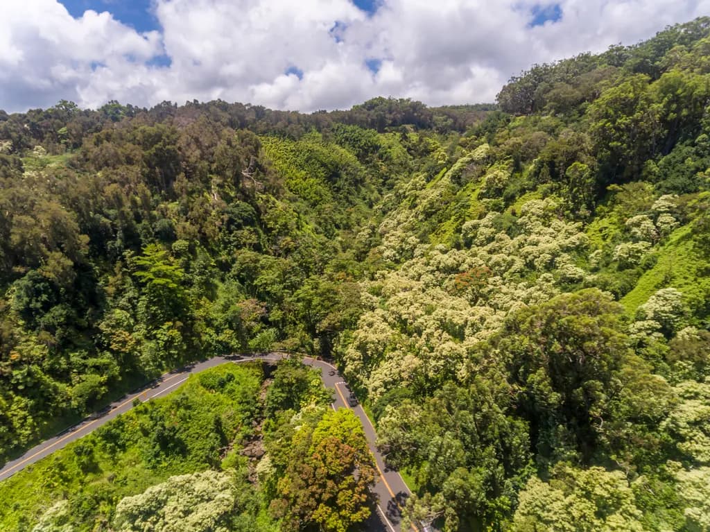 Lush Landscape