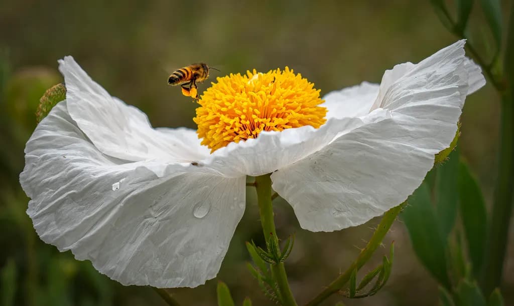 Golden Bloom Hover