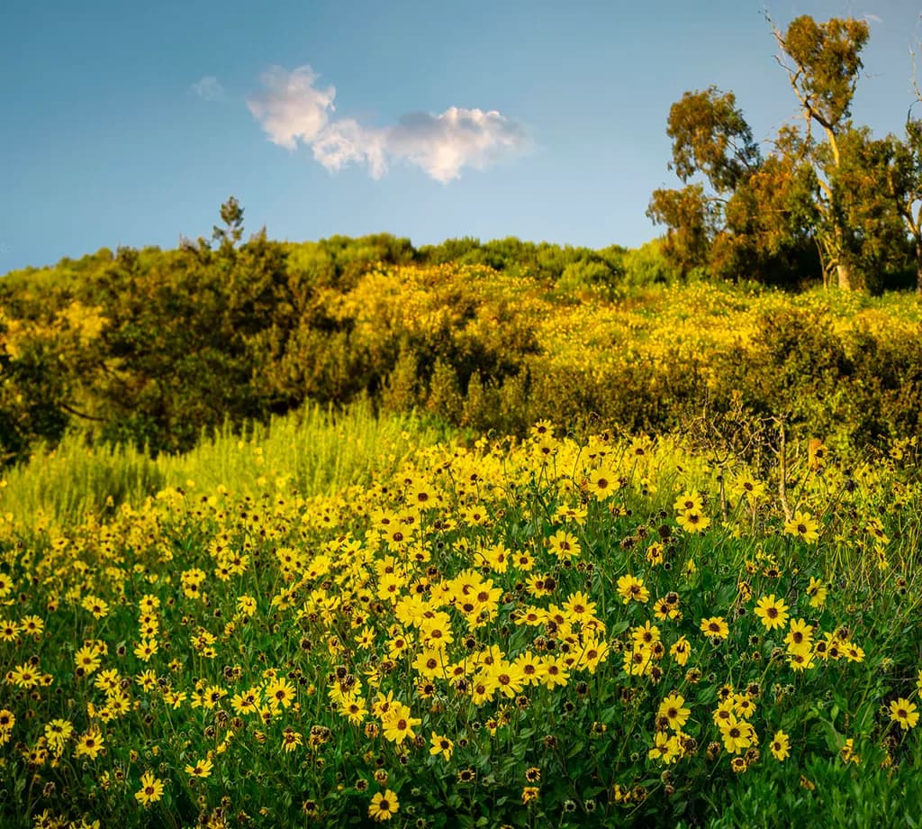 Sunny Meadow Bloom