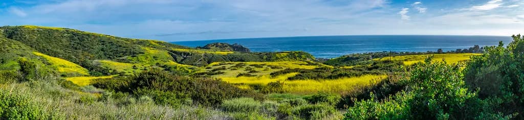 Coastal Bloom