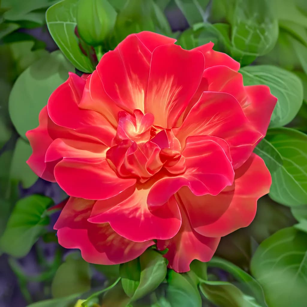 Radiant Bloom