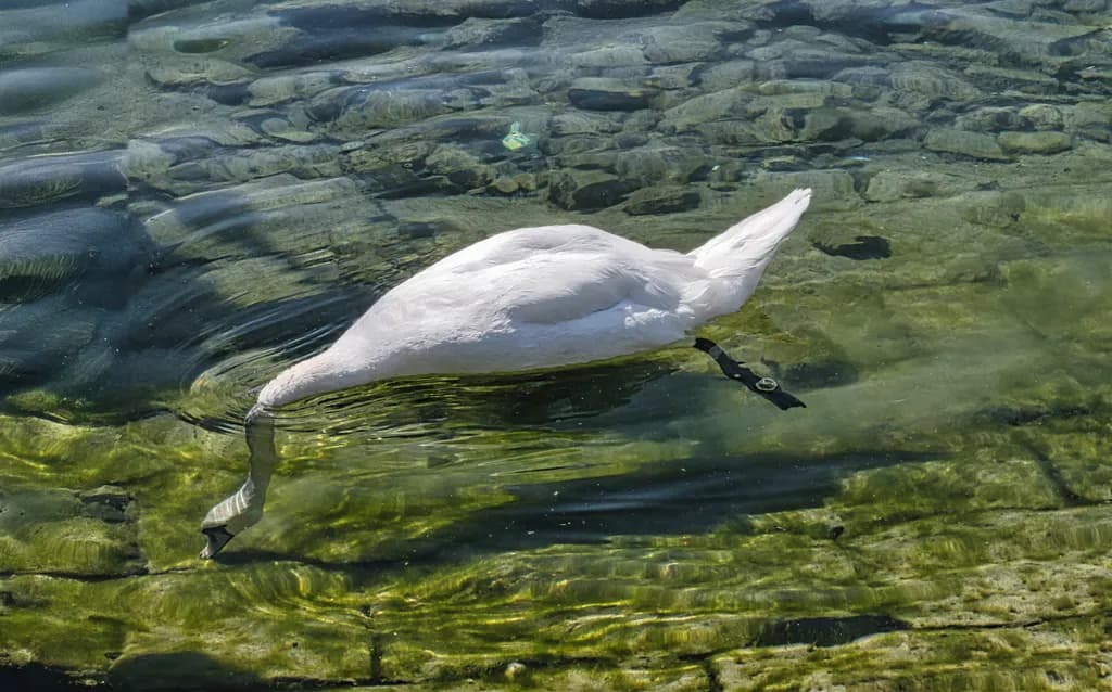 Swan's Submersion