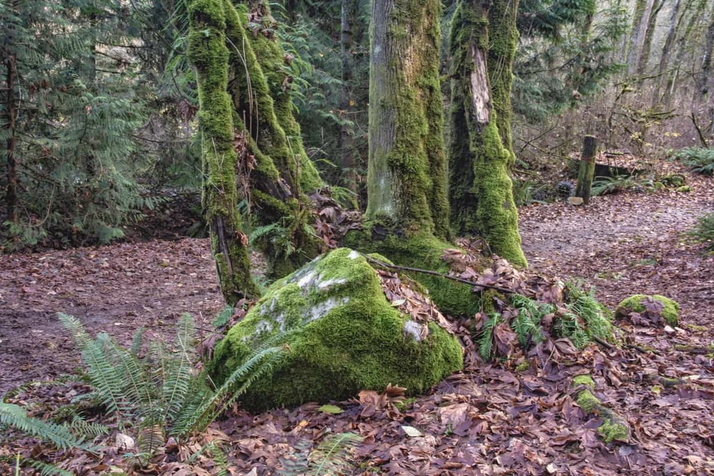 Mossy Embrace: Nature's Resilience