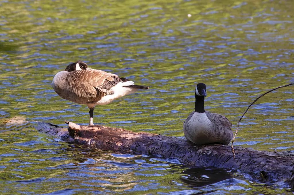 Nature's Balance: A One-Legged Wonder