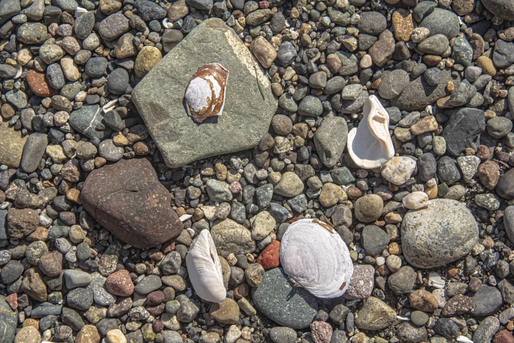 Beachside Shell Collective
