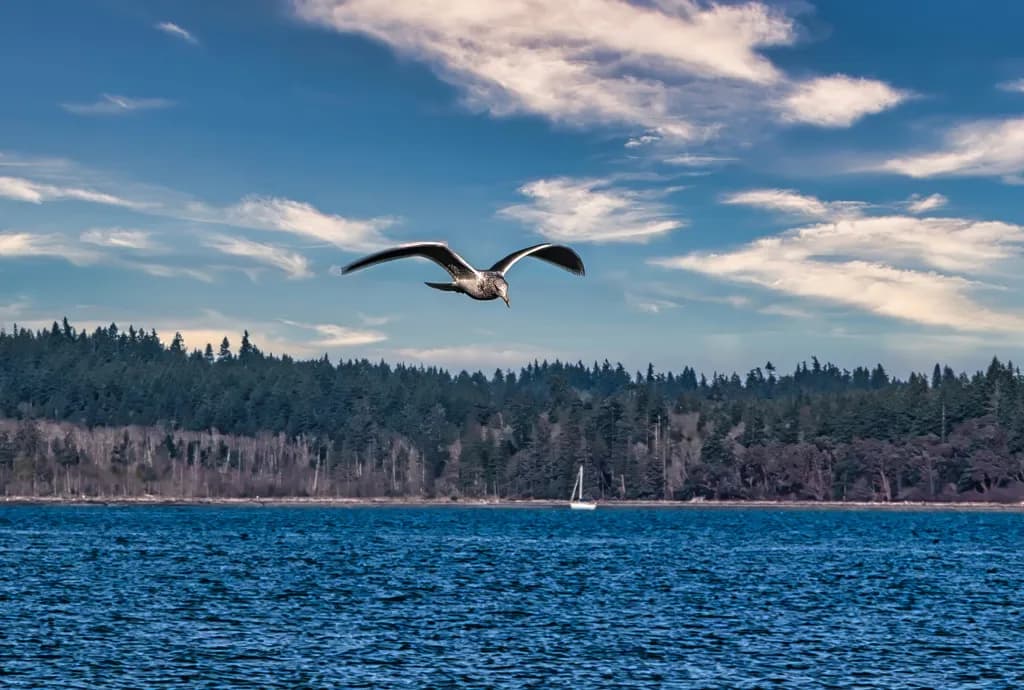 Glide, Seagull, Glide