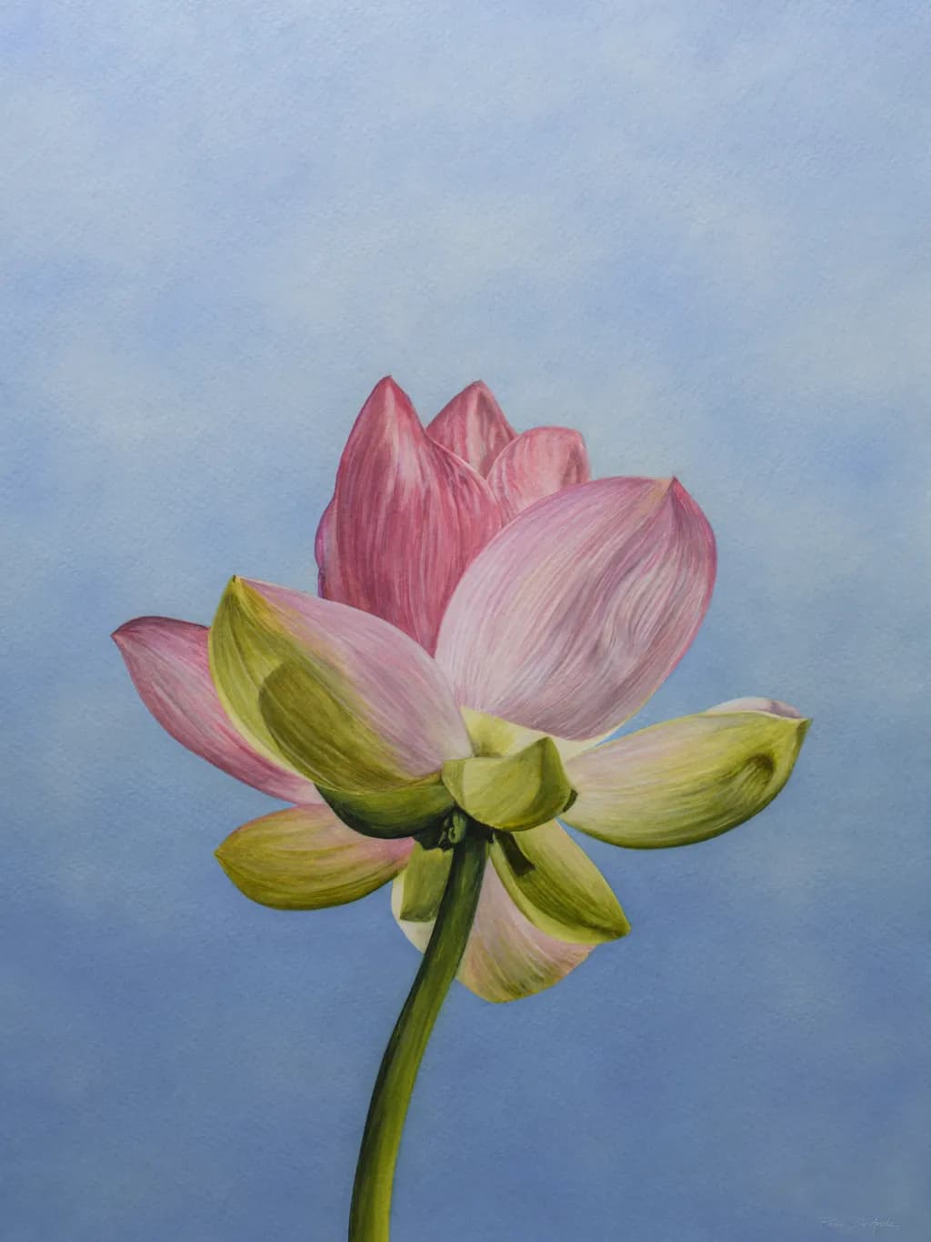 Lotus Watercolor