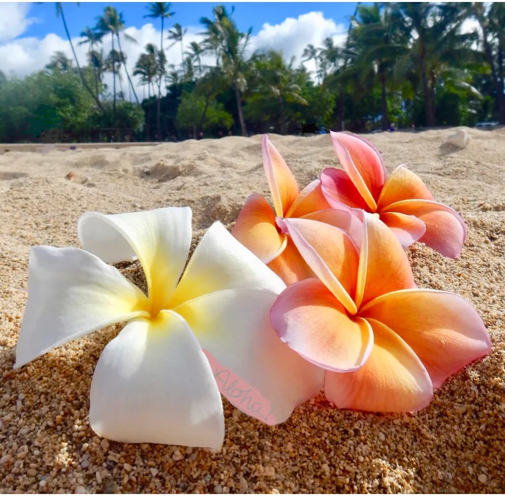 Plumeria Friends