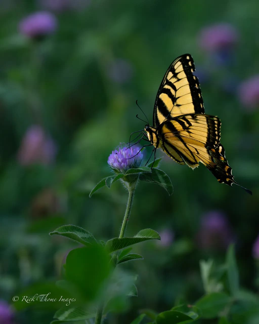 Swallowtail on Clover