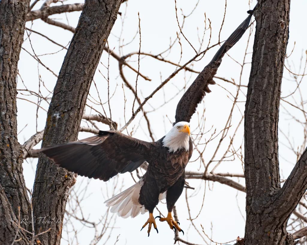 Soaring Between Branches