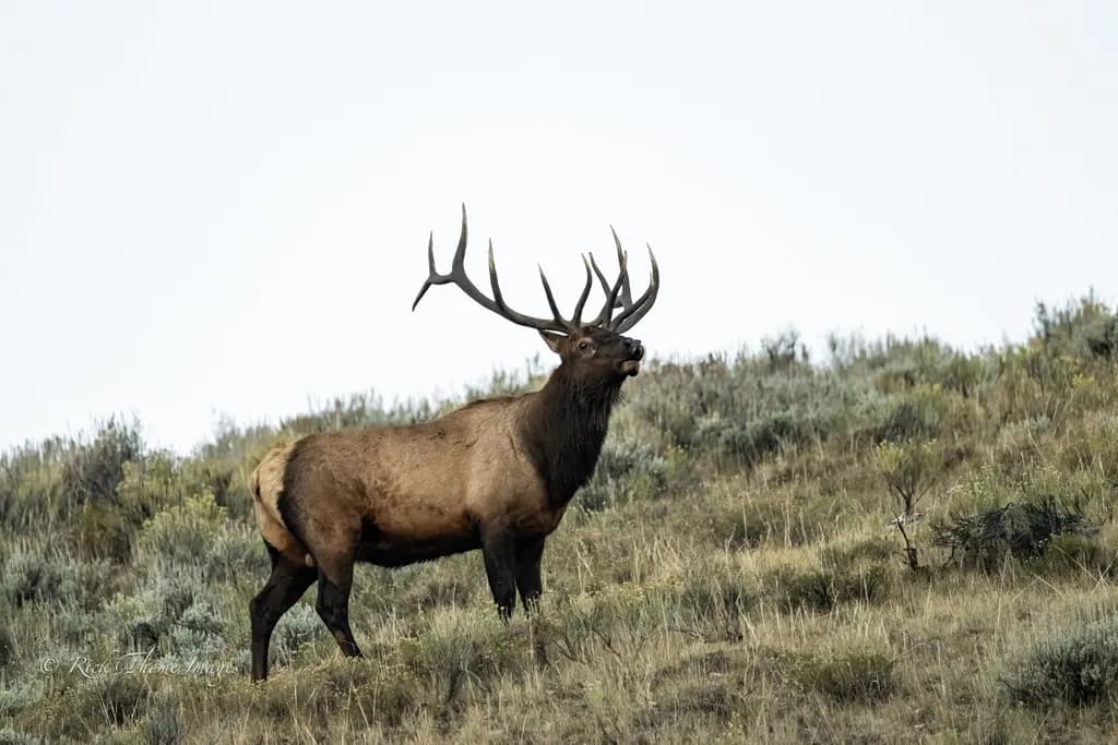 Majestic Elk Call