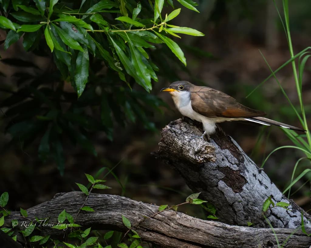 Perched Moment