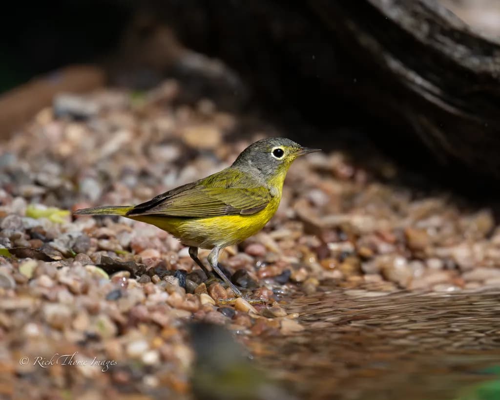 Nashville Warbler Moment
