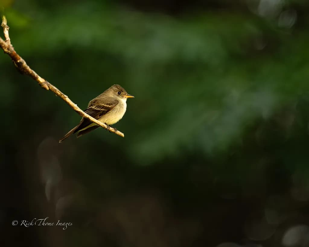 Quiet Perch