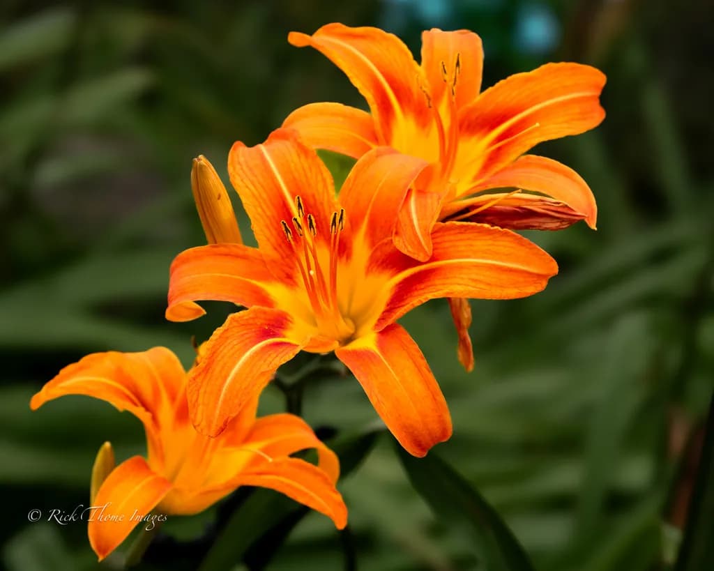 Sunburst Lilies