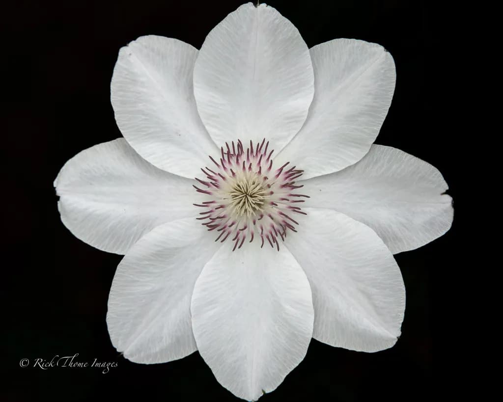 White Bloom Radiance
