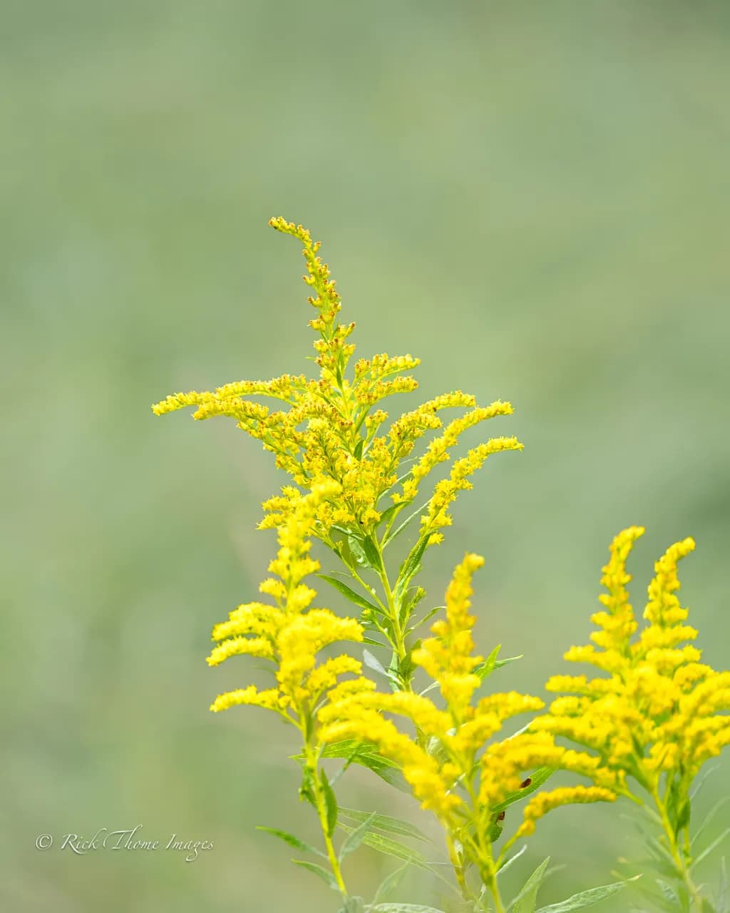 Golden Wildflower Bloom