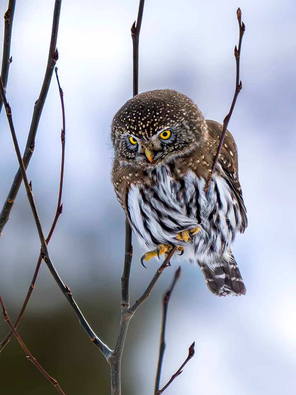 Whimsical Watcher: The Enigmatic Owl in Winter's Embrace