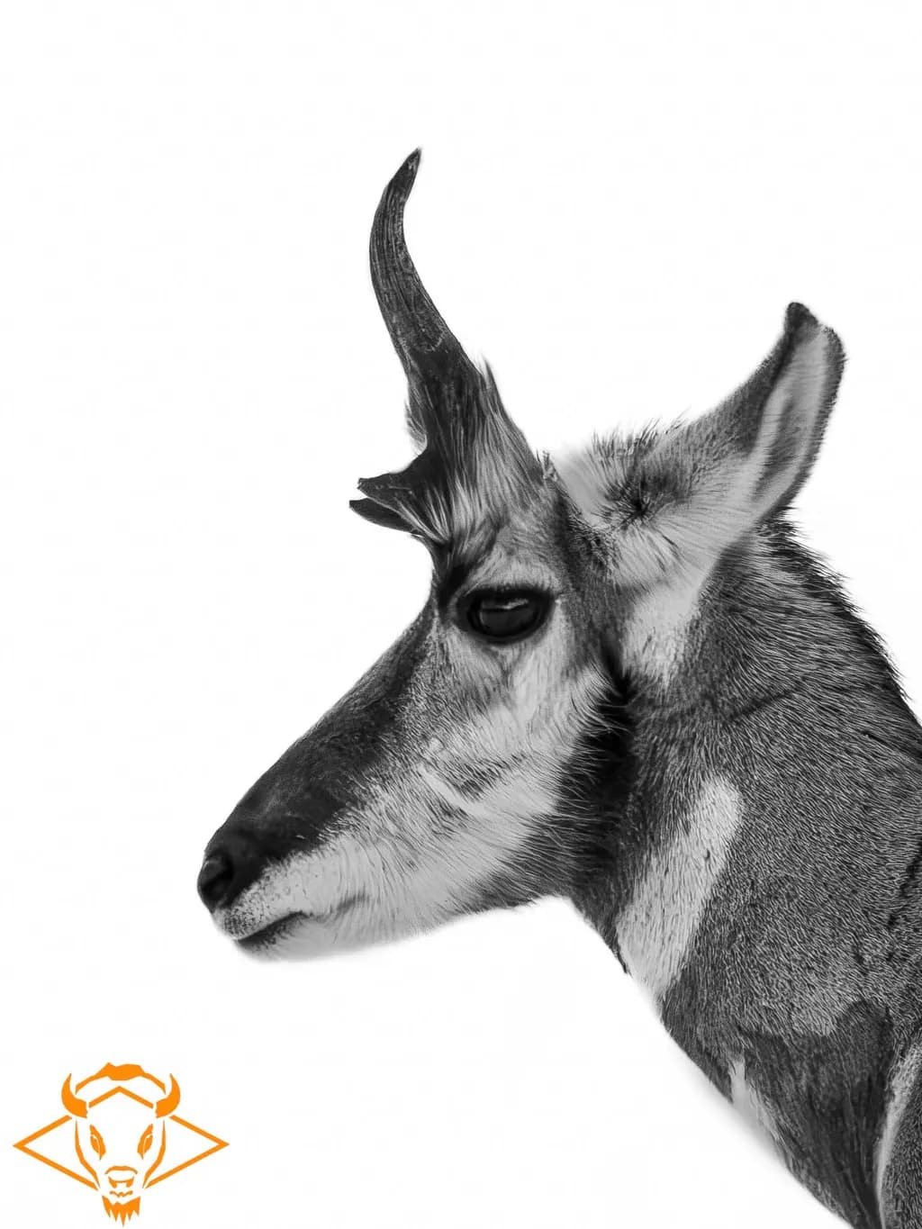 Majestic Antelope: A Striking Black and White Portrait of Nature's Grace