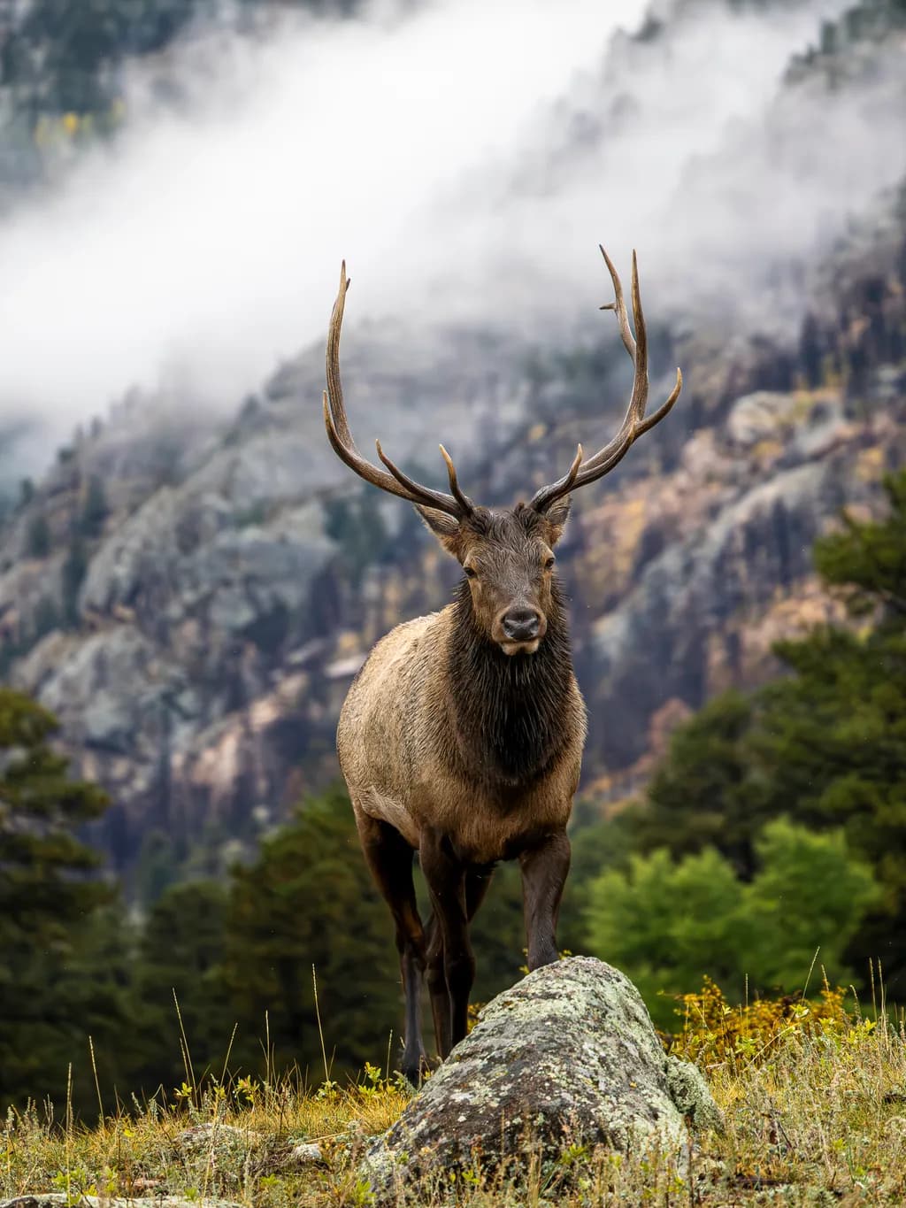 Majestic Elk in the Misty Forest: A Serene Encounter with Nature's Wildlife