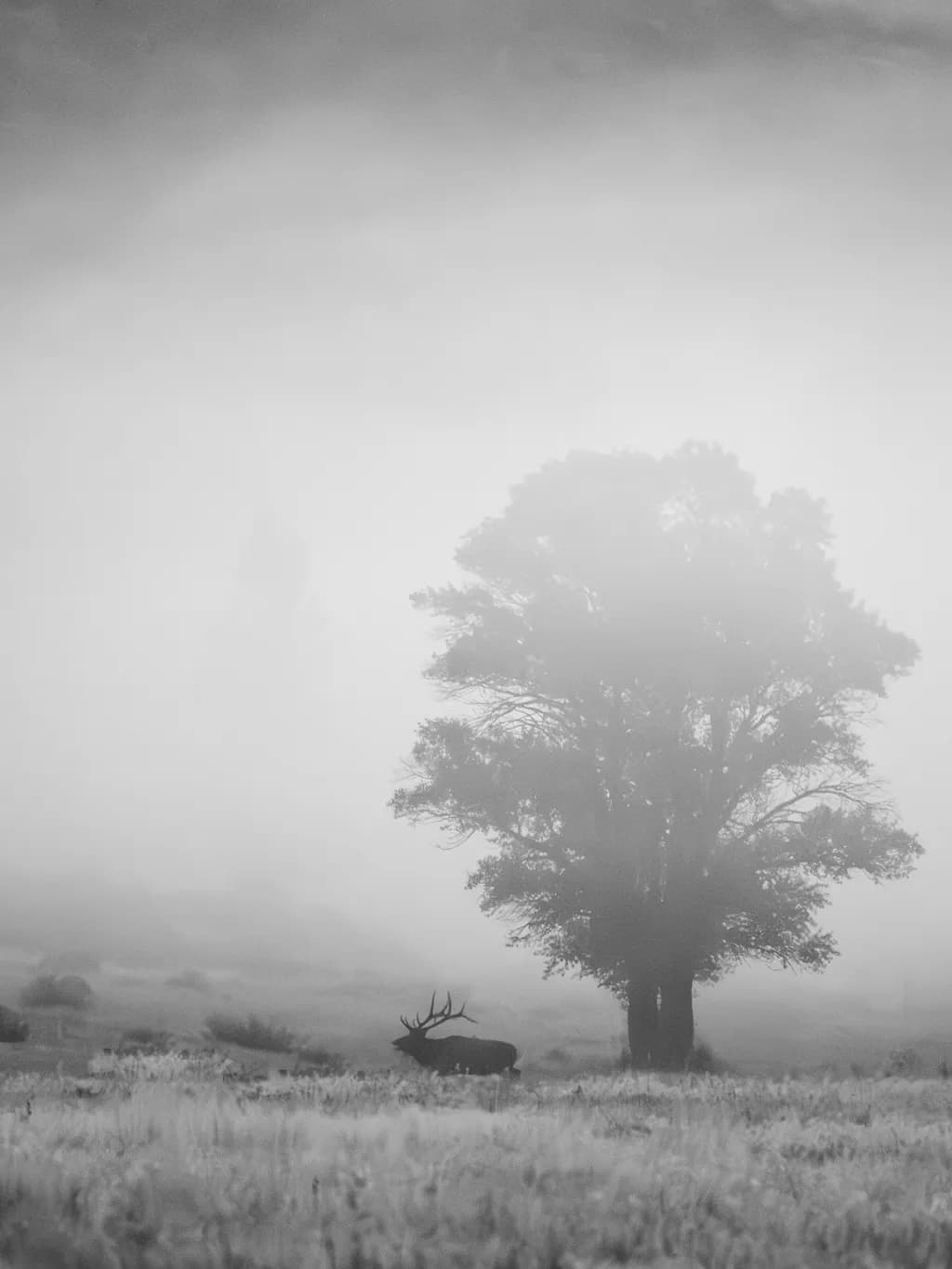 Whispers of the Mist: A Serene Encounter with Nature's Majesty