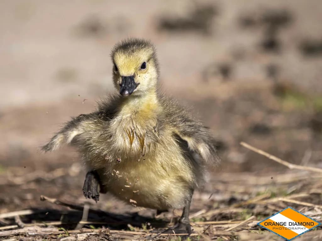 Playful Duckling