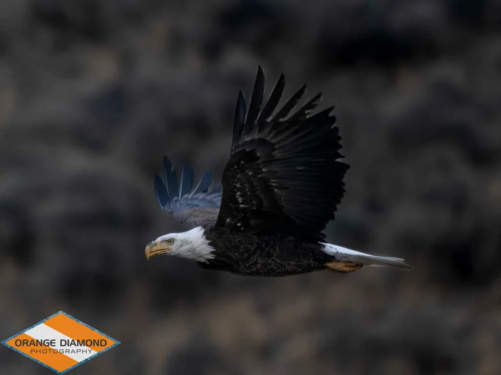 Majestic Flight