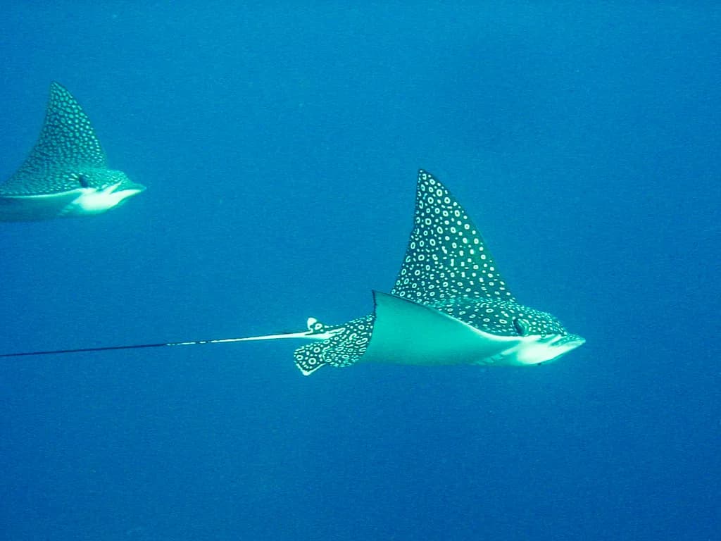 Graceful Dance of the Spotted Rays: A Serene Underwater Encounter with Nature's Elegance