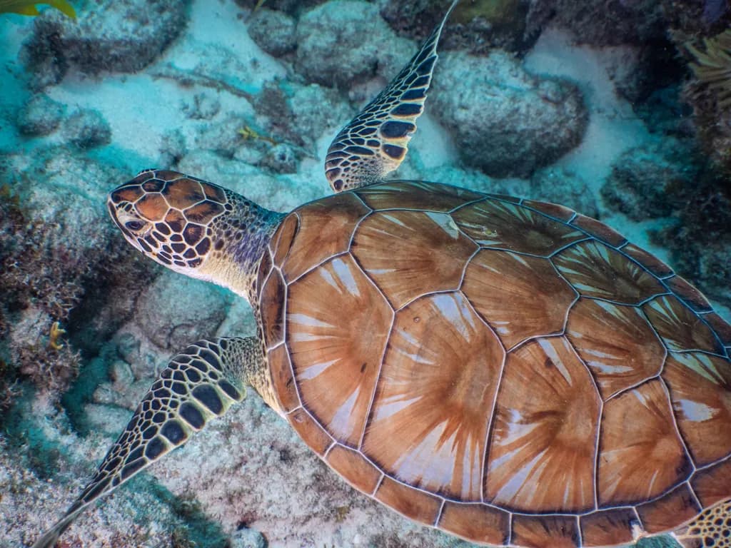 Serene Journey: The Graceful Sea Turtle Beneath the Waves