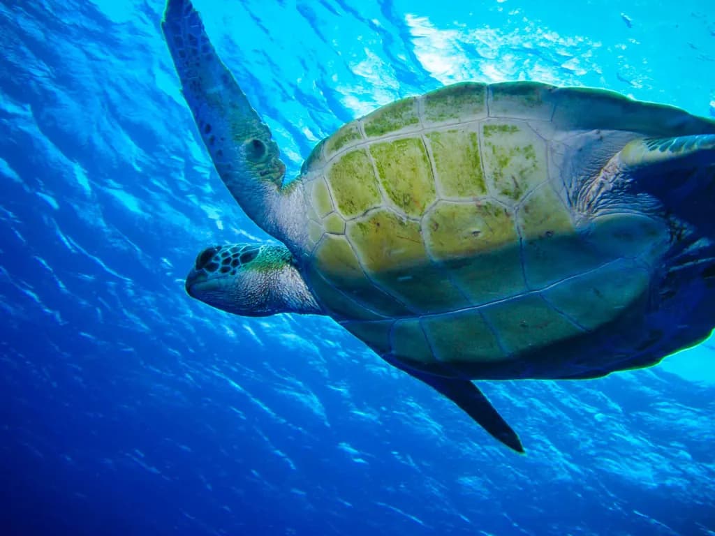 Serene Journey: A Majestic Sea Turtle Gliding Through Crystal Waters