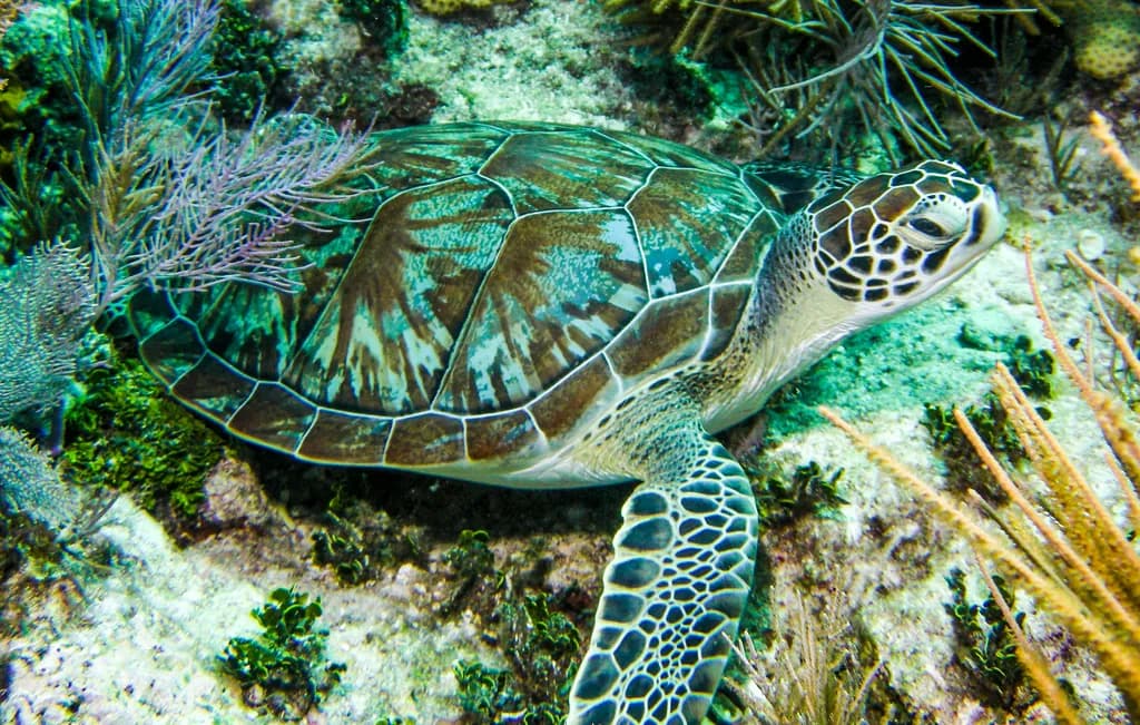 Serene Journey: The Graceful Sea Turtle in Its Underwater Realm