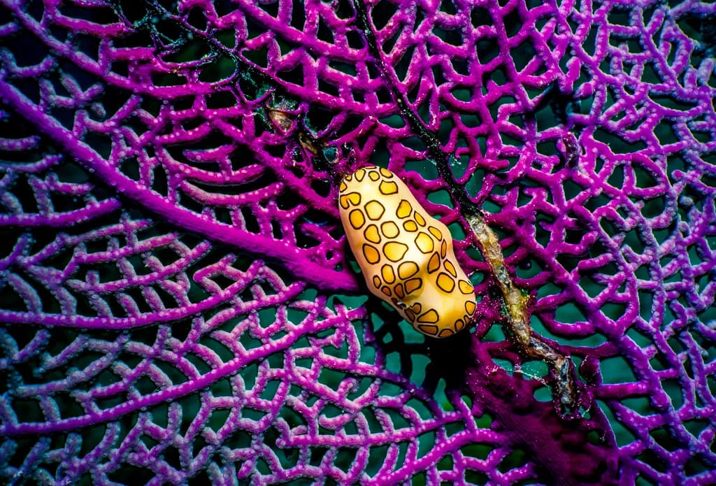 Vibrant Patterns of the Underwater World: A Macro Exploration of Coral and Marine Life