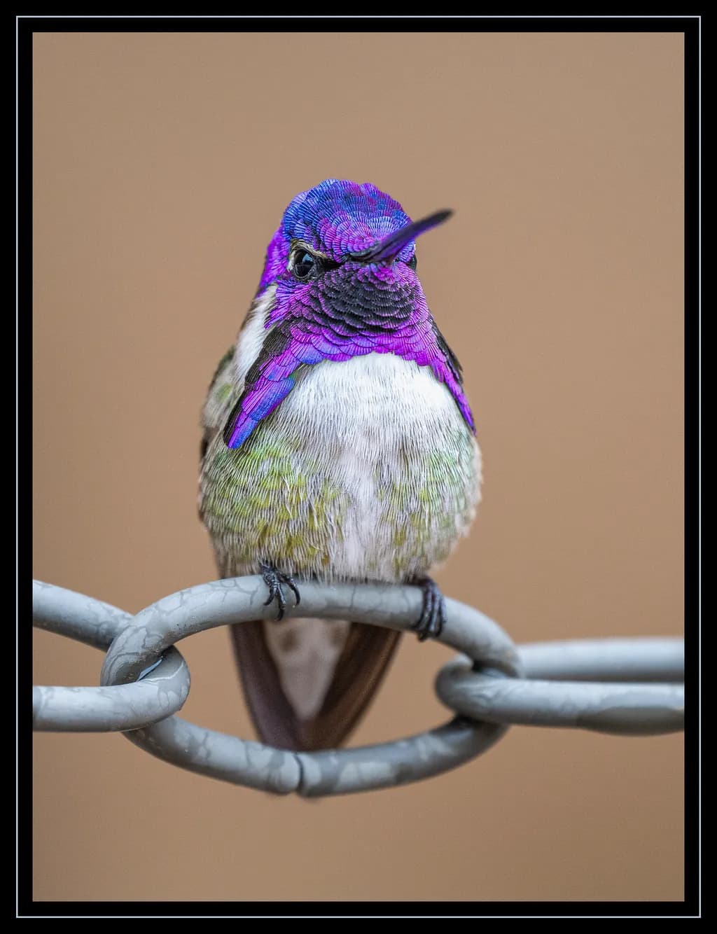 Vibrant Majesty: A Close Encounter with Nature's Colorful Hummingbird