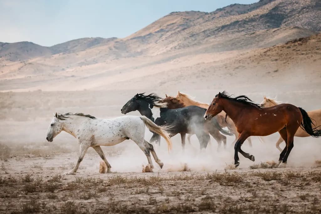 Wild Gallop