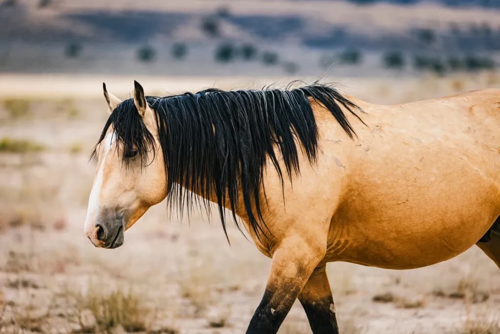 Golden Majesty