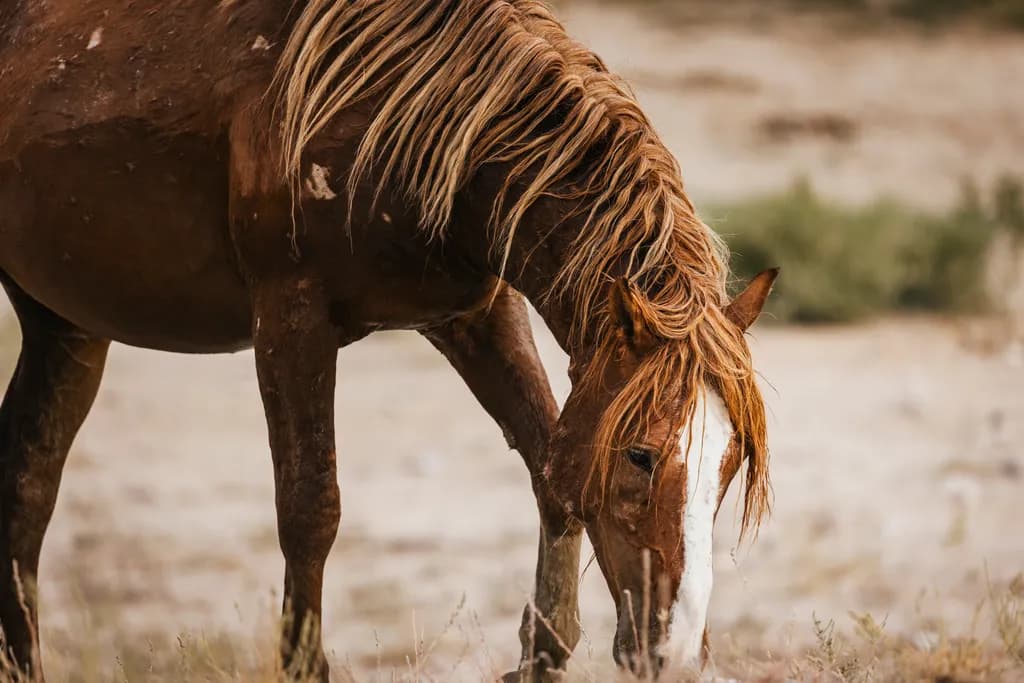 Wild Mane