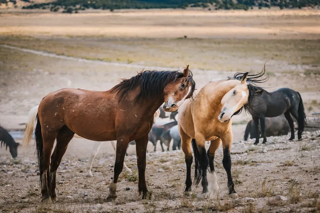 Wild Encounters