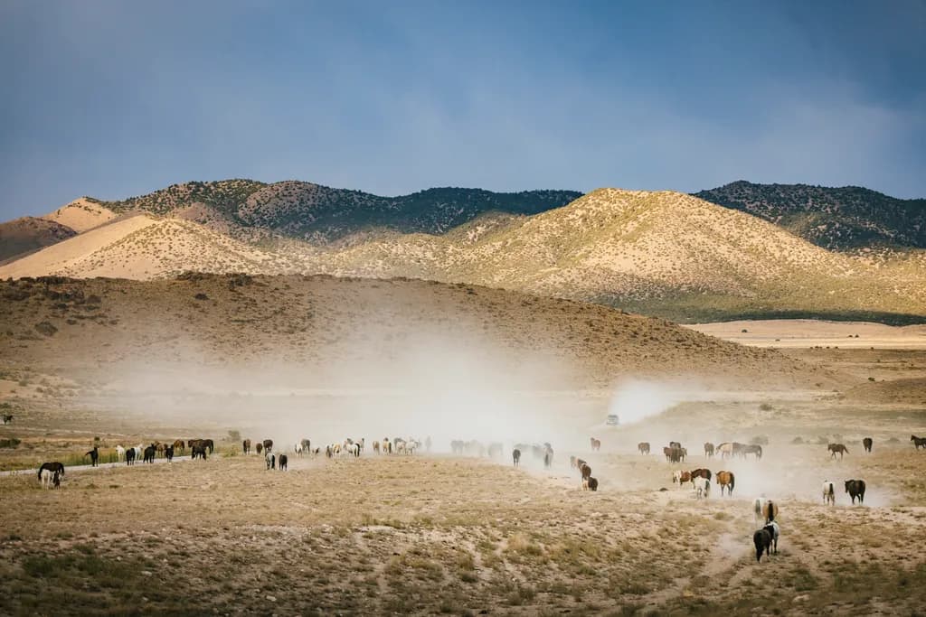 Wild Herds