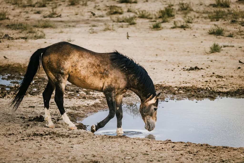 Thirsty Steed