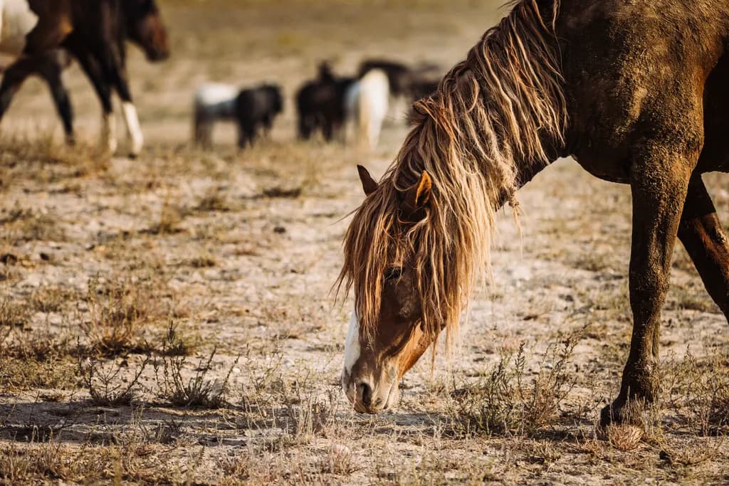 Grazing Majesty