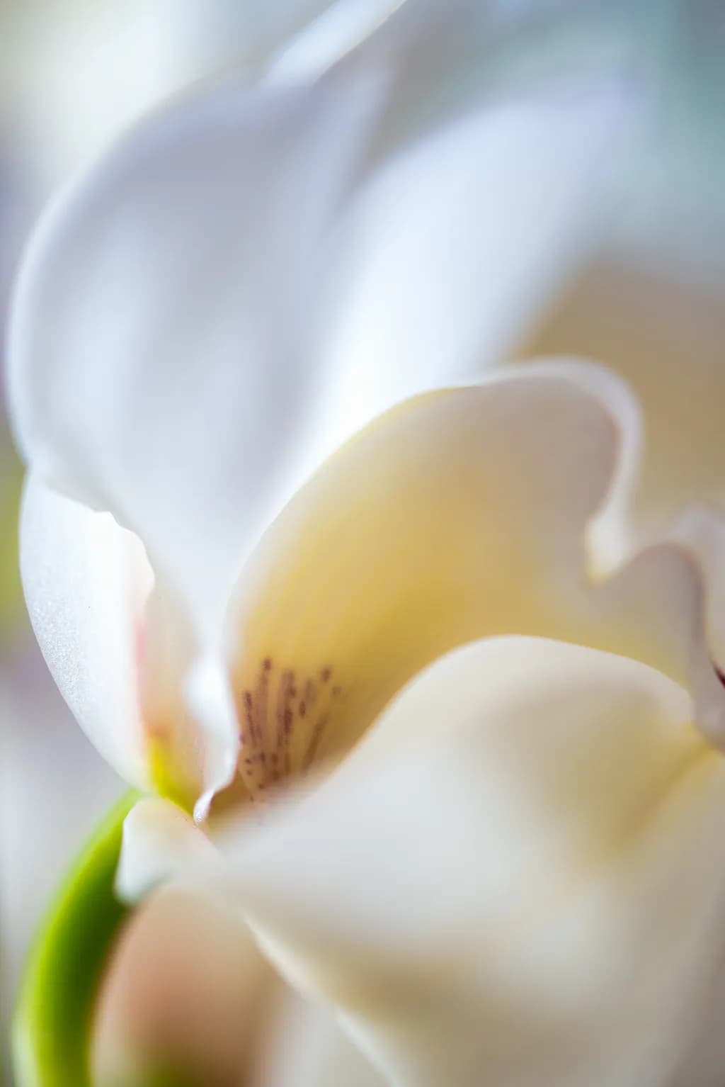 Whispers of Nature: A Delicate Dance of Petals in Macro Focus