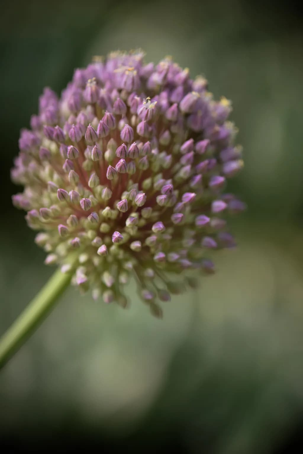 Botanical Detail